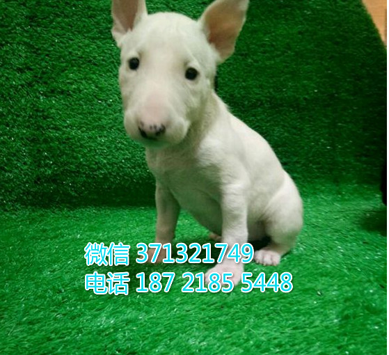 牛头梗出售，重庆出售一窝 大型犬白色 可自取 全国发货