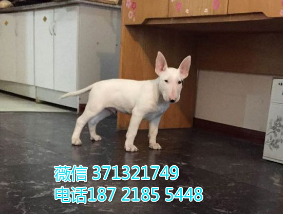 牛头梗出售白色，太原出售牛头梗犬 太原犬舍繁殖