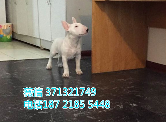 牛头梗出售白色，太原出售牛头梗犬 太原犬舍繁殖