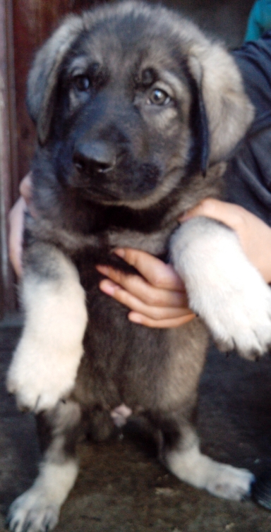 陇川县买昆明犬 云南本地狗场出售昆明犬