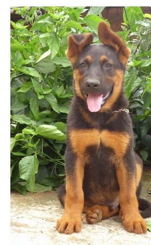 青海哪里买昆明犬 昆明犬专业繁殖基地常年出