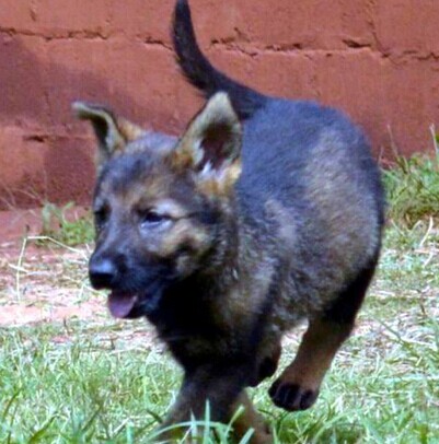 泸州哪里买狗好 泸州宠物市场 泸州哪里能买到