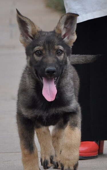 广西哪里买昆明犬 南宁哪里买昆明犬 养犬场买