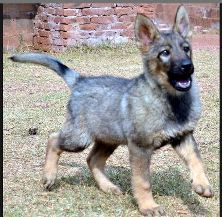 西藏宠物市场 西藏宠物网 西藏哪里能买到纯种