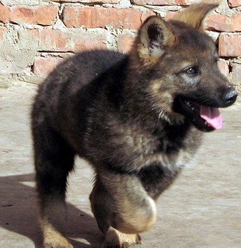 晋宁县买昆明犬 本地狗场常年繁殖出售昆明犬小狗
