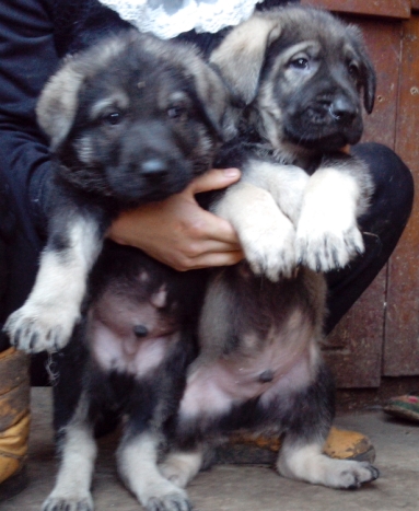 合肥买昆明犬请进 狗场常年出售昆明犬小狗