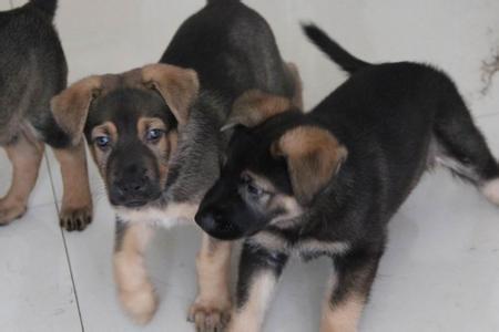 自贡买狗自贡买昆明犬 养犬场出售昆明犬小狗