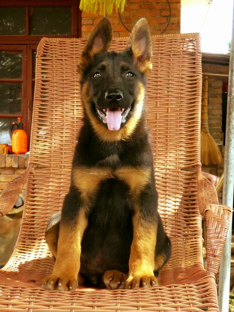 西双版纳勐海县买昆明犬 狗场昆明犬出售