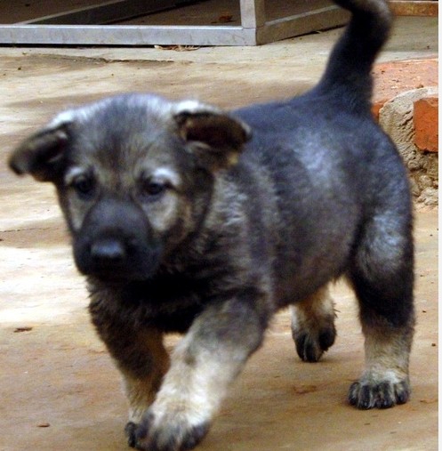 达州买昆明犬 狗场常年出售昆明犬欢迎联系