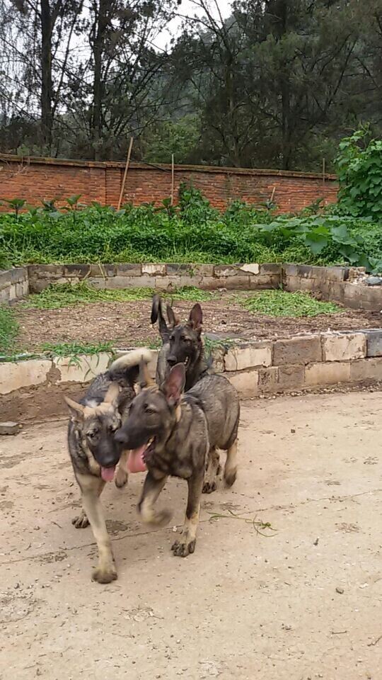 北京买纯种昆明犬 狼青犬