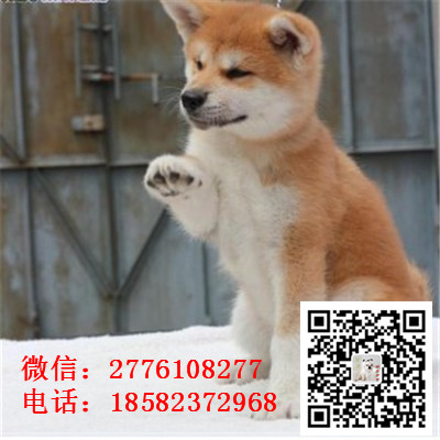 武威哪里有卖秋田犬 日系日本秋田犬多少钱 忠犬八公 秋田犬舍 秋田价格
