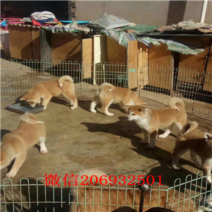 宁波哪里有秋田卖 宁波秋田多少钱一只 秋田图片