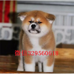 浙江温州犬舍出售日系秋田犬品相好保健康秋田