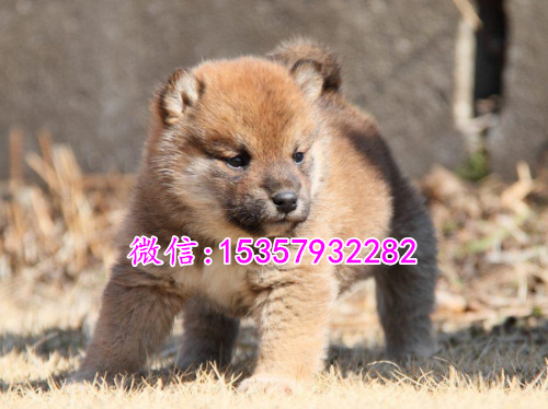 南昌哪里有卖秋田犬价格多少 日本秋田幼犬价