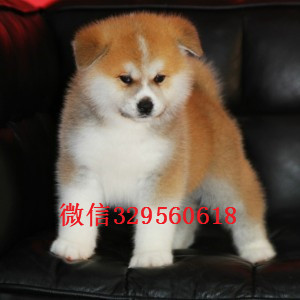 黑龙江哈尔滨哪里能买到秋田犬忠犬八公包纯种