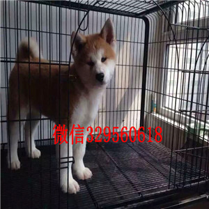 黑龙江牡丹江哪里能买到纯正血统秋田犬疫苗驱虫已做专业繁殖秋田