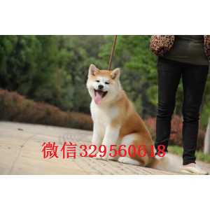 浙江宁波哪里有卖高品质秋田犬疫苗驱虫已做秋