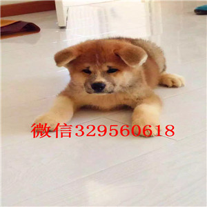 吉林吉林转让双血统秋田犬秋田犬包纯种健康专