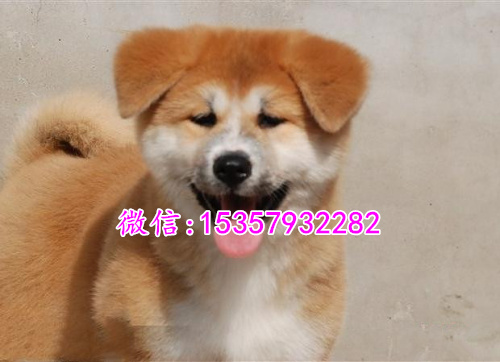 沈阳哪里有卖秋田犬价格多少 日本秋田幼犬价