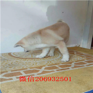 宁波哪里有秋田卖 宁波秋田多少钱一只 秋田图片