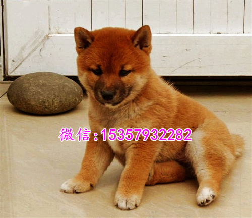 南昌哪里有卖秋田犬价格多少 日本秋田幼犬价格多少 忠犬八公秋田犬图片