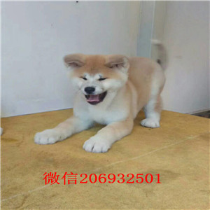 宁波哪里有秋田卖 宁波秋田多少钱一只 秋田图