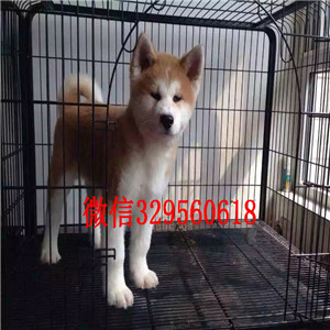 黑龙江牡丹江哪里能买到纯正血统秋田犬疫苗驱虫已做专业繁殖秋田