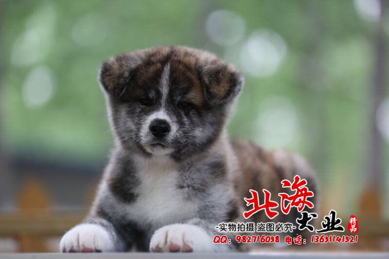 北京延庆区纯种秋田犬多少钱一只