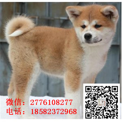 日喀则哪里有卖秋田犬 日系日本秋田犬多少钱 