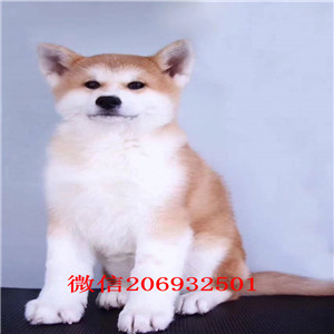 沈阳基地出售高品质日系秋田犬毛色亮丽品质保