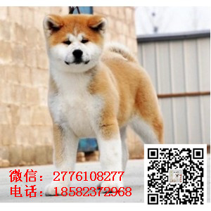 武威哪里有卖秋田犬 日系日本秋田犬多少钱 忠犬八公 秋田犬舍 秋田价格