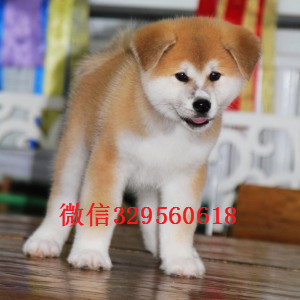 黑龙江哈尔滨哪里能买到秋田犬忠犬八公包纯种健康秋田犬图片 犬舍