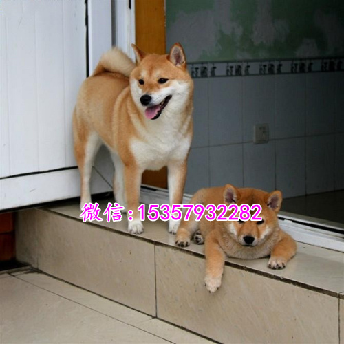 南昌哪里有卖秋田犬价格多少 日本秋田幼犬价格多少 忠犬八公秋田犬图片