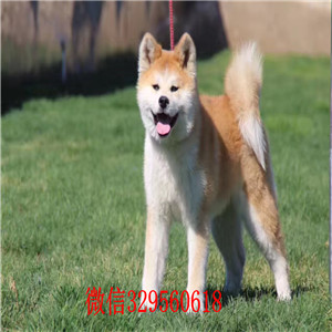 包头哪里秋田犬出售 纯种秋田犬多少钱一只