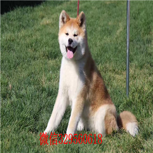 包头哪里秋田犬出售 纯种秋田犬多少钱一只