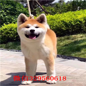 长沙秋田犬多少钱  纯种秋田幼犬出售