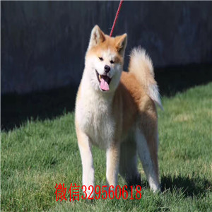 南昌纯种秋田犬出售 南昌哪里有卖秋田犬  赛