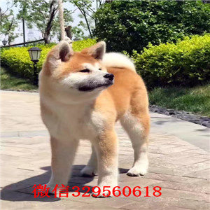 长沙秋田犬多少钱  纯种秋田幼犬出售