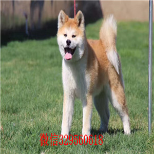 成都哪里能买到纯种秋田犬出售 秋田犬日系哪里的健康 忠犬八公秋田犬多少钱