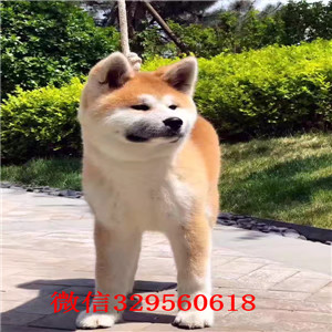 长沙秋田犬多少钱  纯种秋田幼犬出售