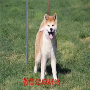 包头哪里秋田犬出售 纯种秋田犬多少钱一只