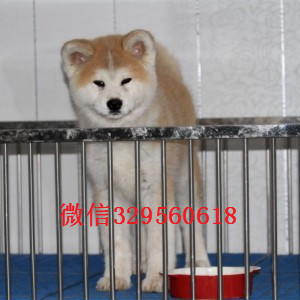 萍乡哪里有纯种健康的秋田犬出售  日系秋田忠