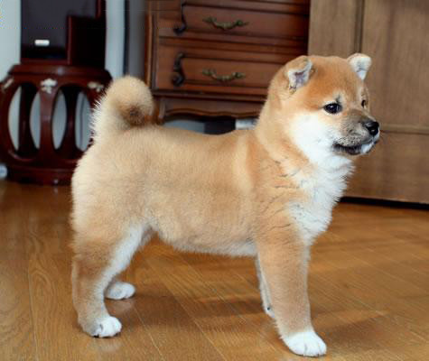 秋田犬量足打完疫苗保品质健康