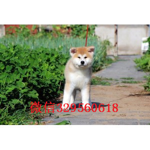  佳木斯哪里有卖秋田犬 日系日本秋田犬多少钱 忠犬八公 秋田犬舍 秋田价格