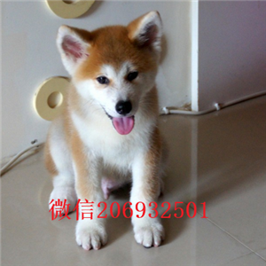 出售高品质包头秋田犬 可视频看狗可办理血统