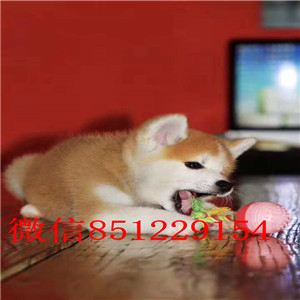 北京家养纯种聪明日本秋田犬幼犬转让 血统纯