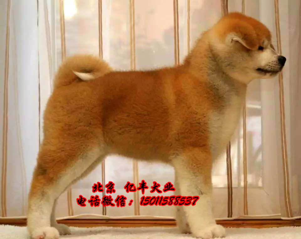 北京秋田幼犬出售 赛级秋田价格 保纯种健康