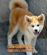 3个月秋田幼犬出售 纯种秋田价格 亿丰犬舍直