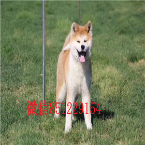 长沙感性忠诚的秋田犬 想找个好的归宿 抓紧时间哦
