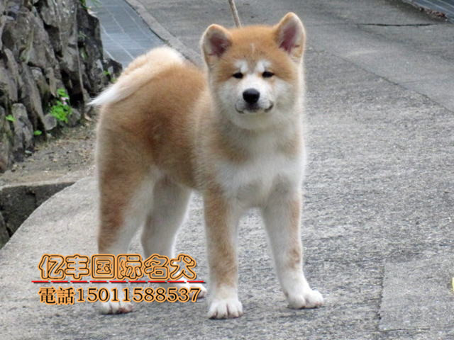 出售纯种秋田幼犬出售 纯种秋田幼犬 亿丰犬舍